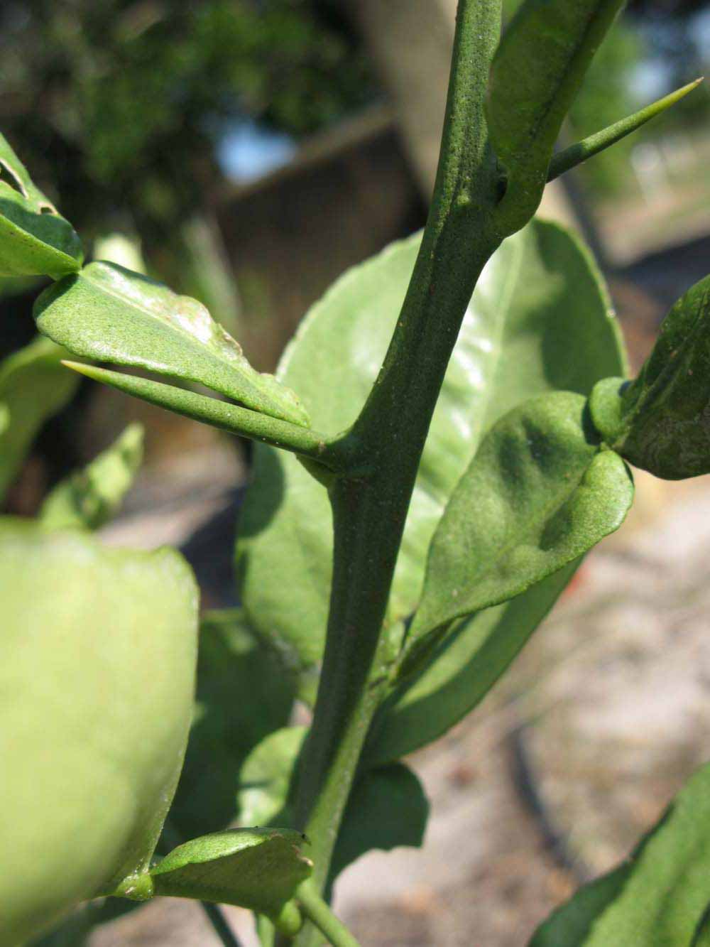            First year twig (Winter Haven, FL)   